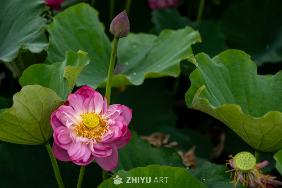 荷花 71