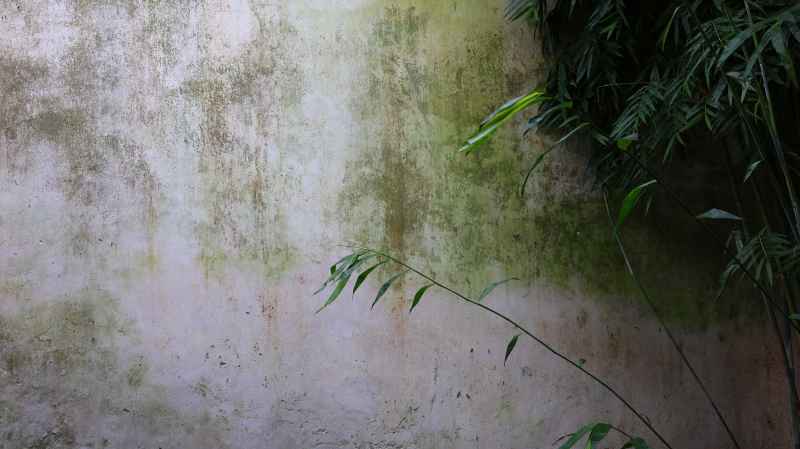 青苔攀上院墙