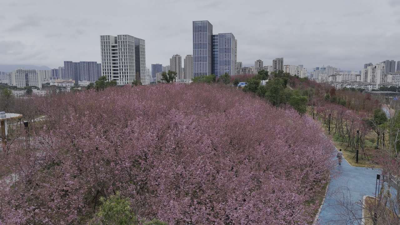 樱花盛开的城市