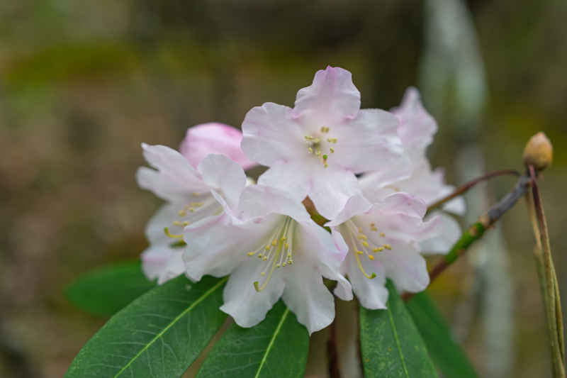 杜鹃花 27