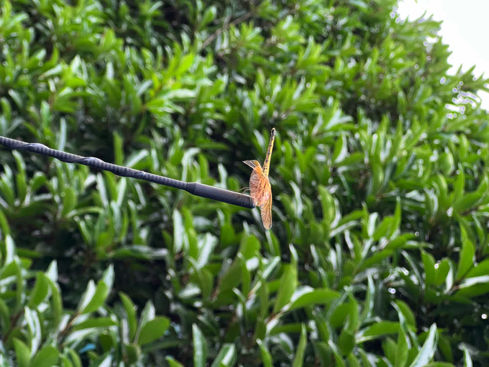 蜻蜓