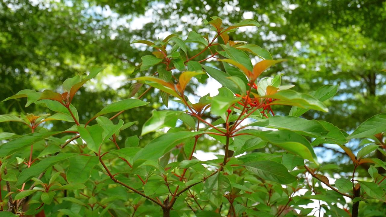 微风长隔木