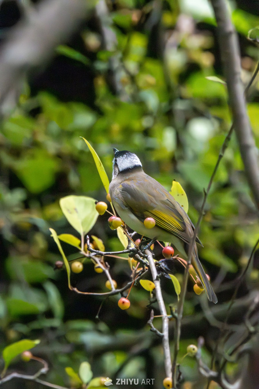 站在枝头的白头鹎