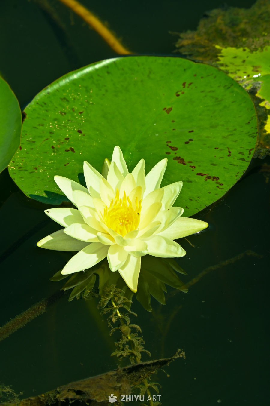 荷花🪷