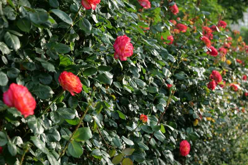 月季花 28