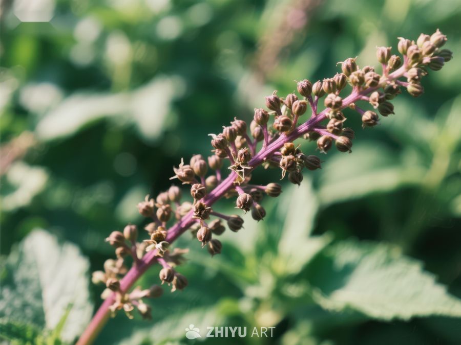 紫色花穗在绿叶中的特写 720