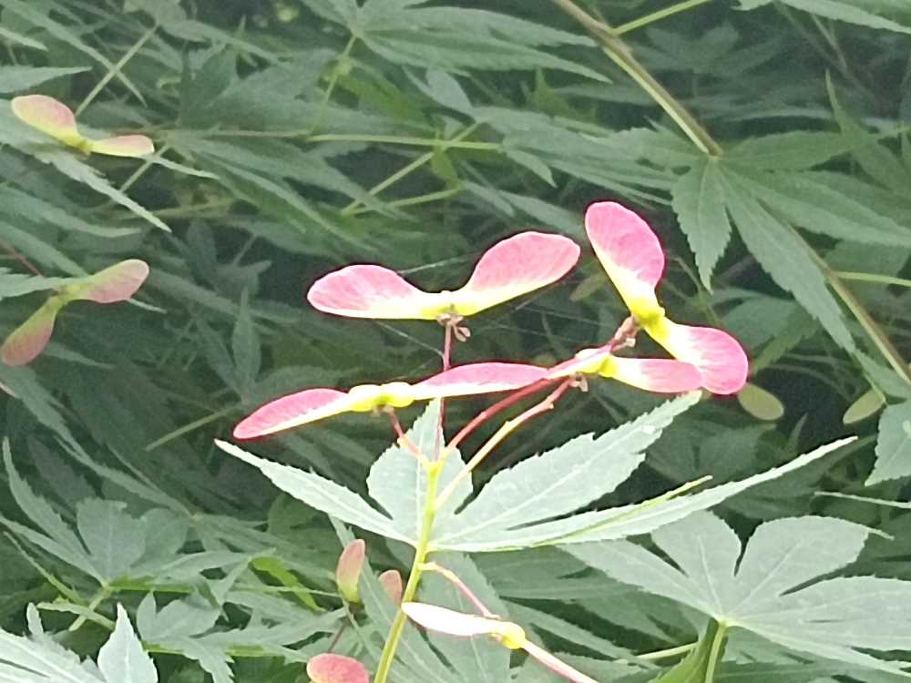 绿中带红