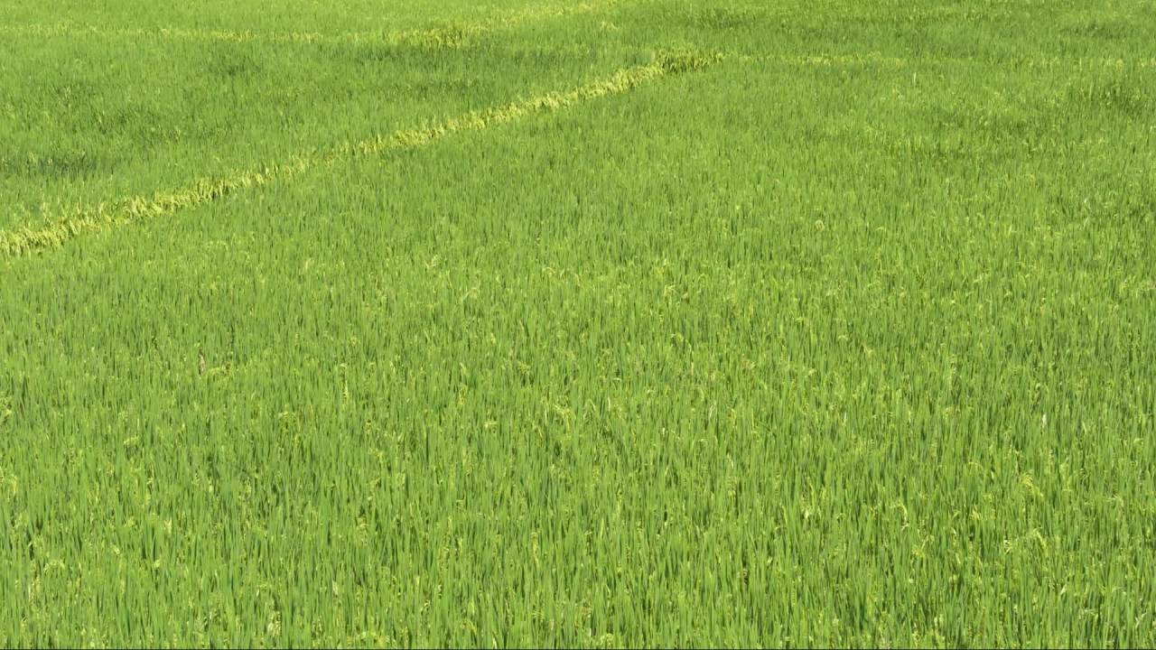 乡村田野水稻粮食庄稼 30