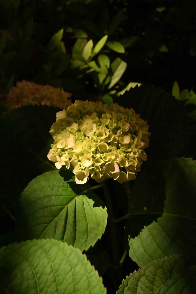 绣球花 13