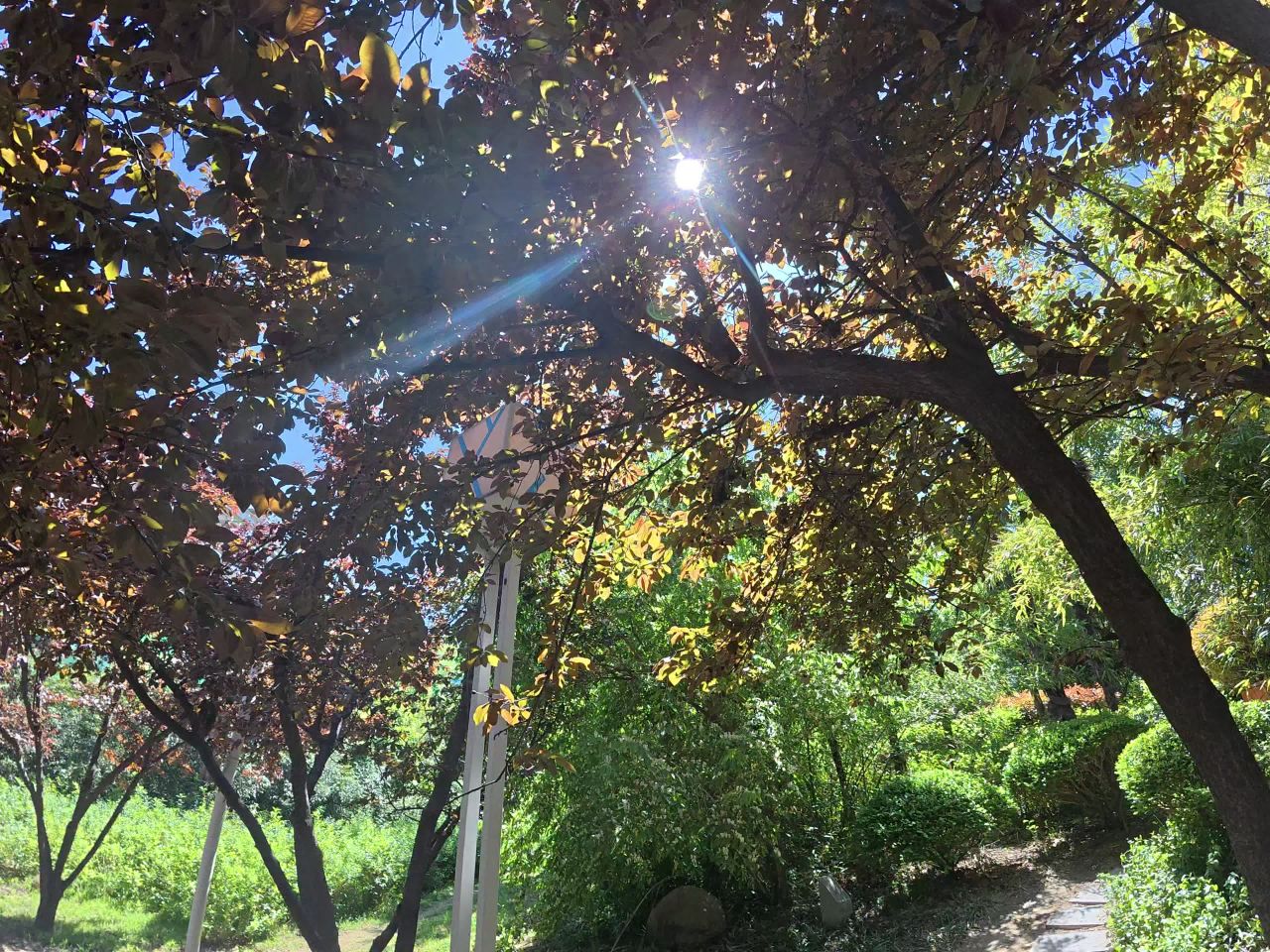 秋日阳光下的森林