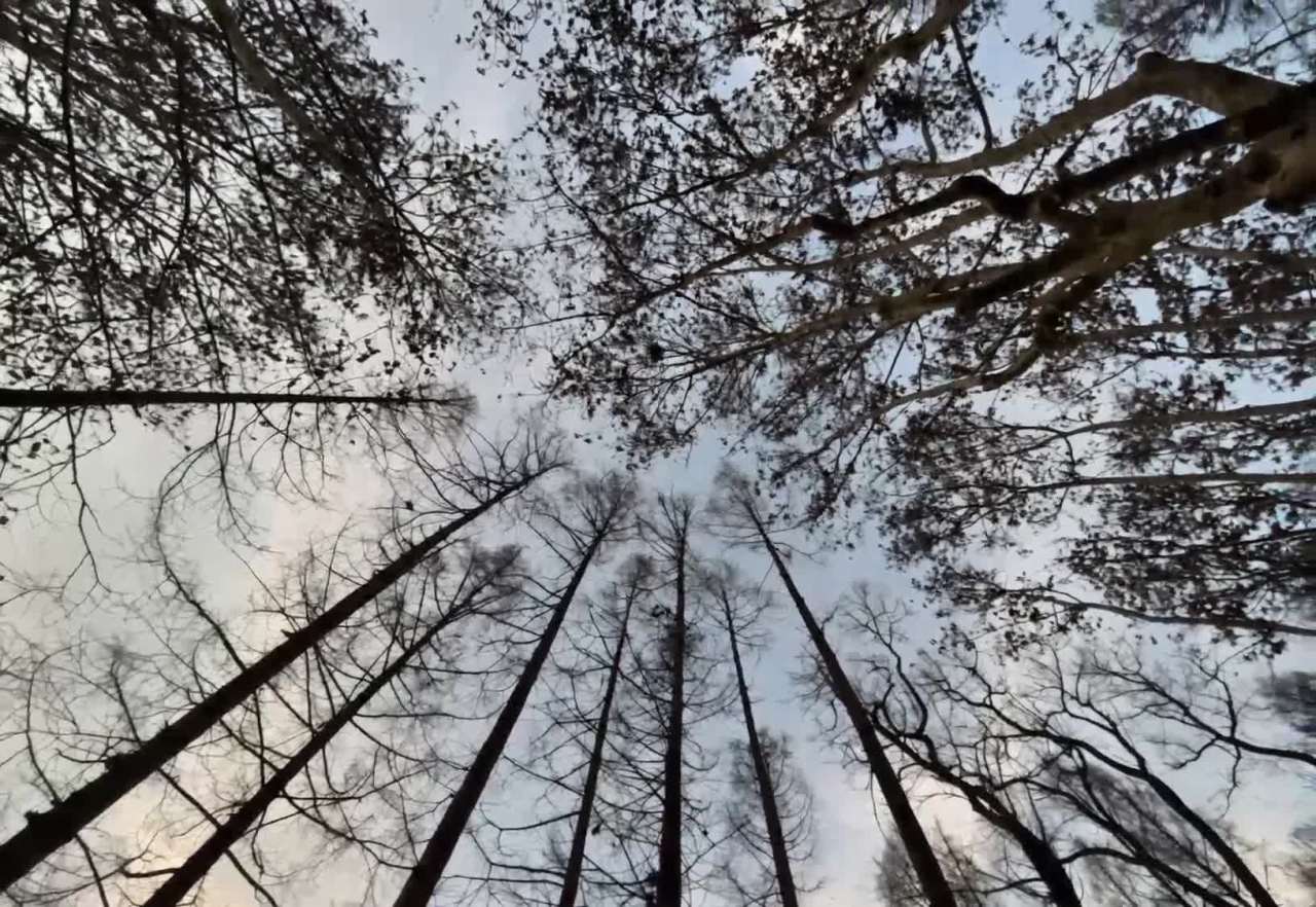 丁达尔光穿透树林，鸟儿飞过清晨的天空
