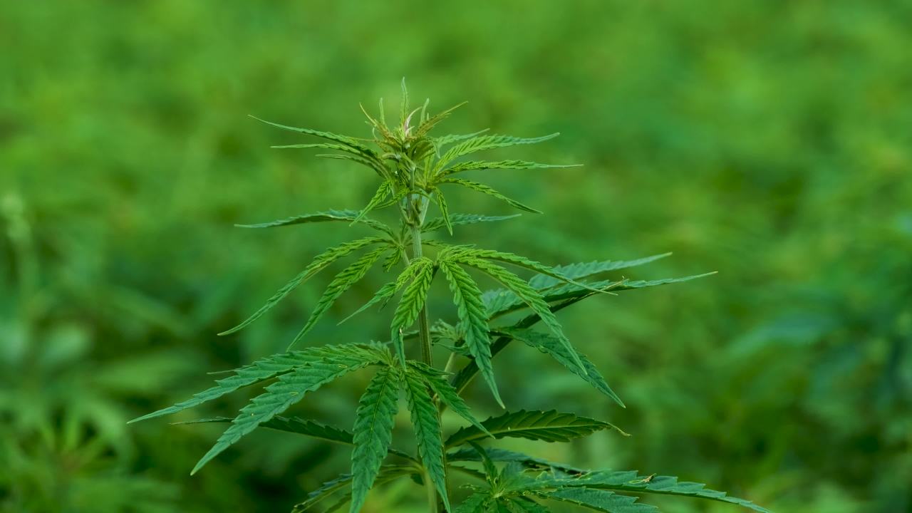 大麻植物特写