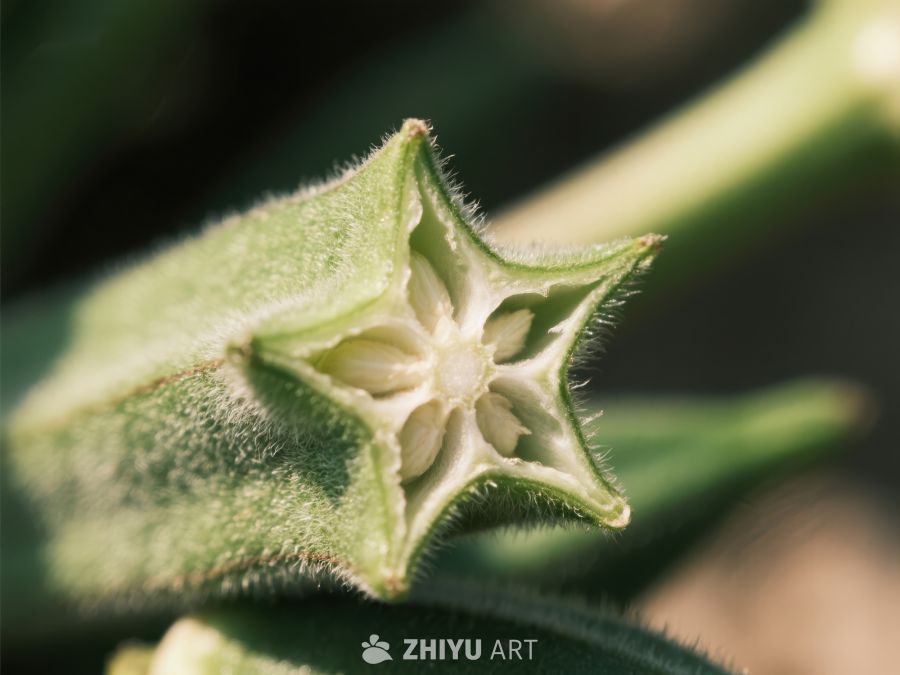 植物花蕾特写，细节清晰可见 601