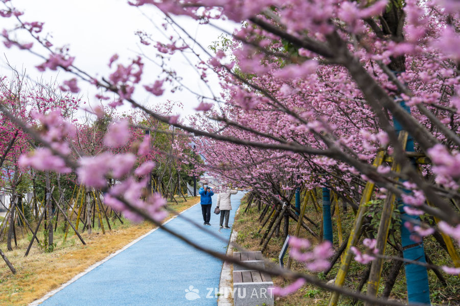 樱花下的漫步时光