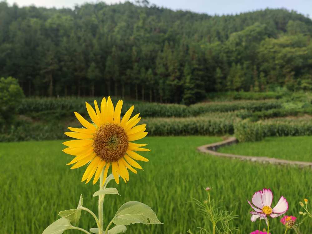向日葵