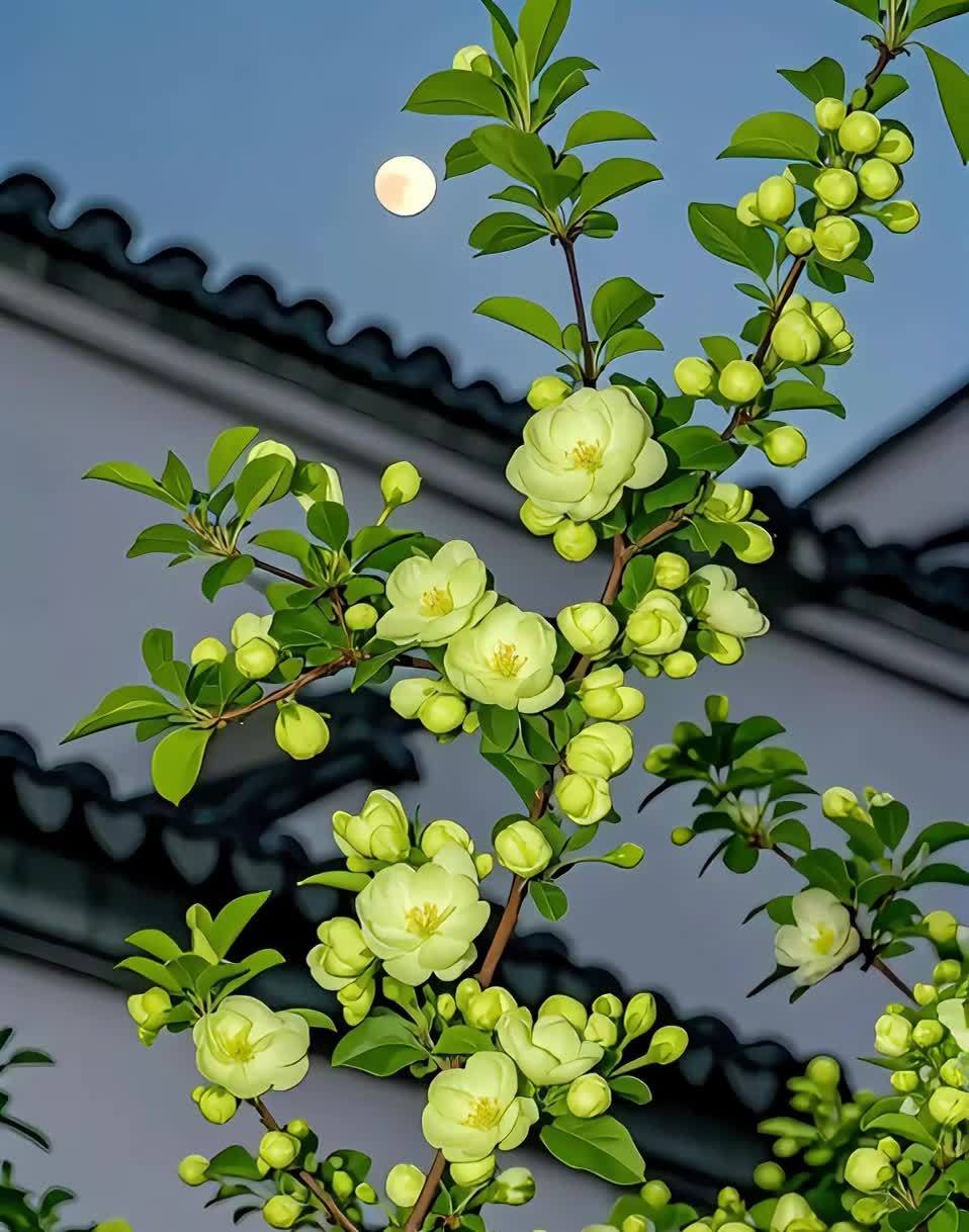 庭院白玉兰花