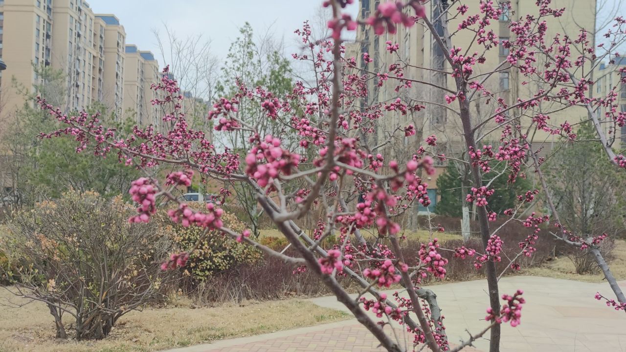 春景