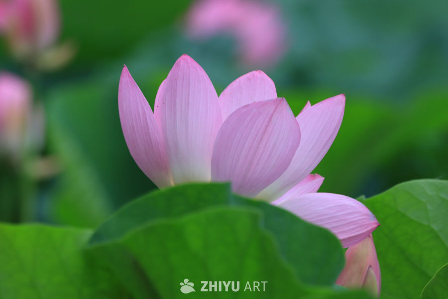 荷花 123
