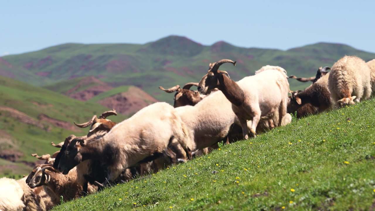 牧民放羊高山草坡