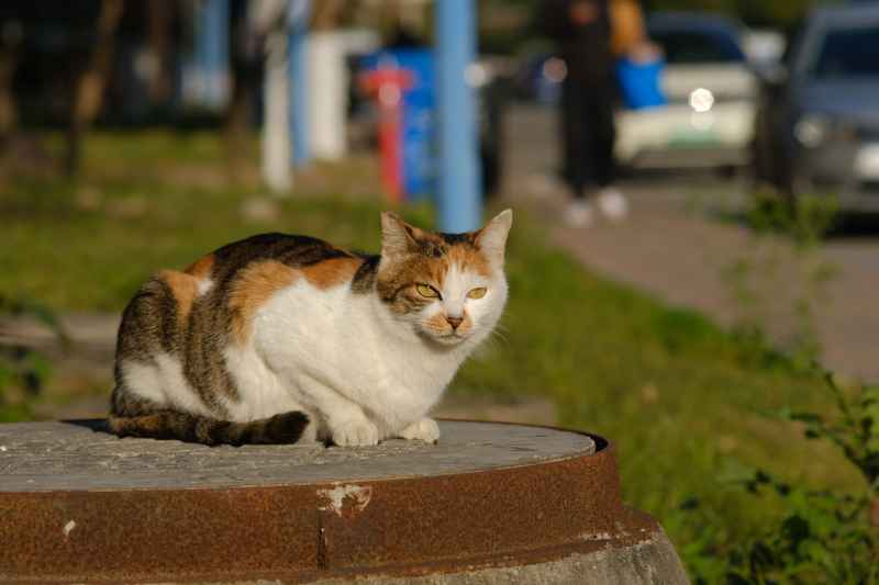猫猫 4