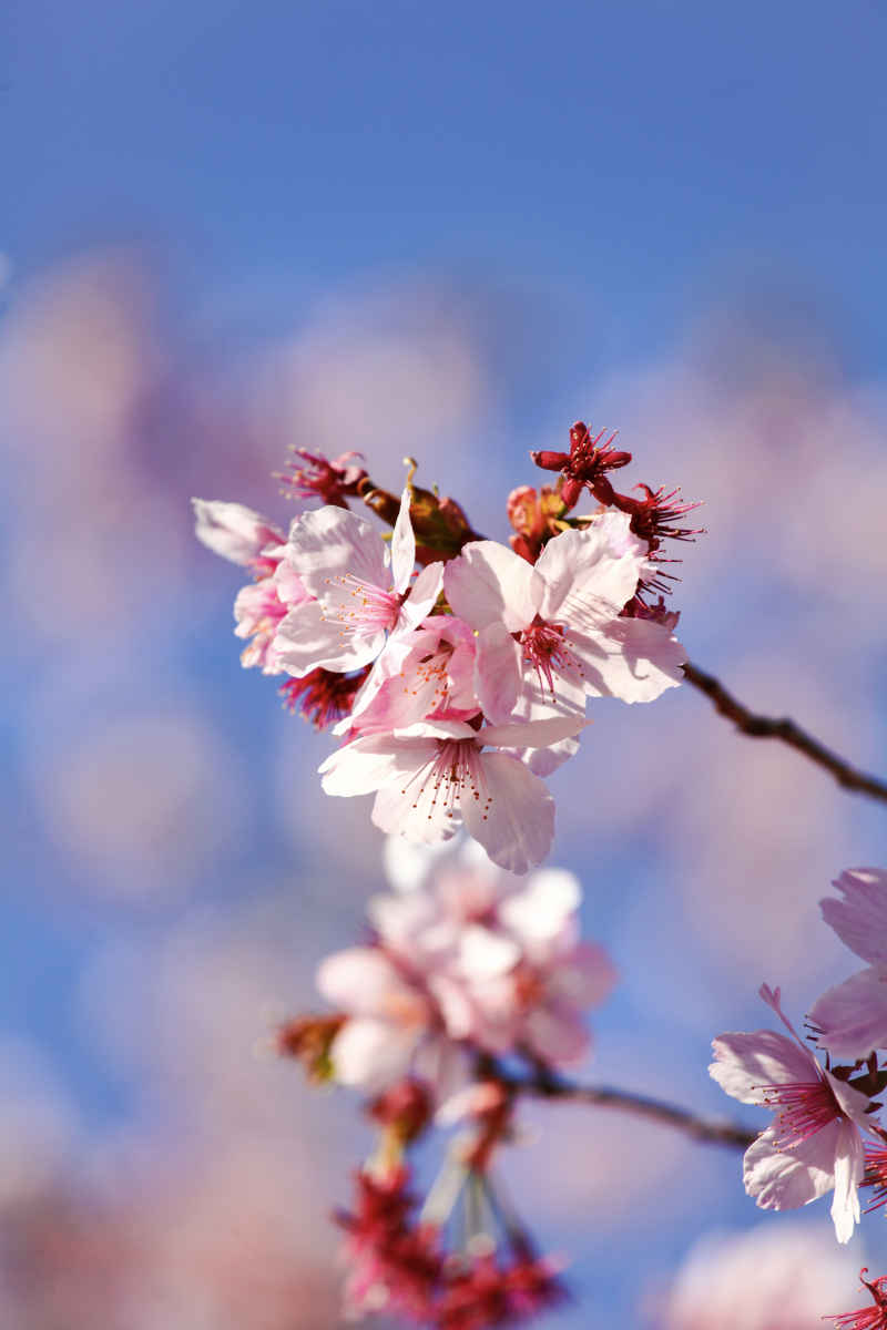 春·樱花祭 15