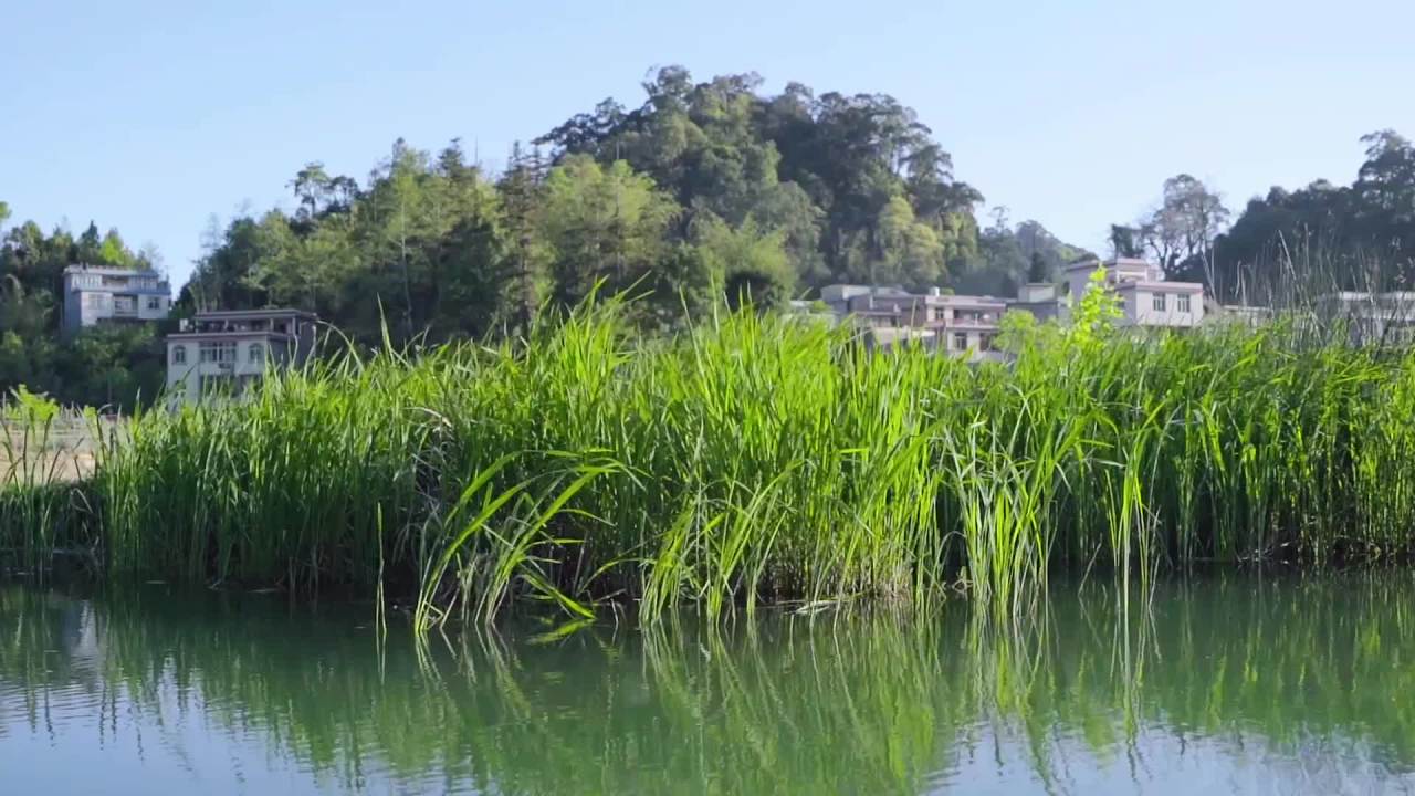 湖畔静谧景色