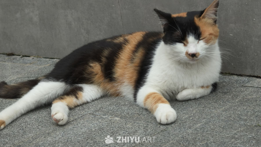 可爱的猫咪