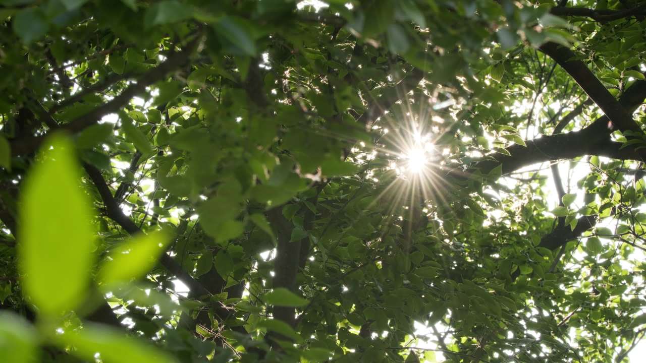 树木树叶阳光星芒逆光刺眼 9