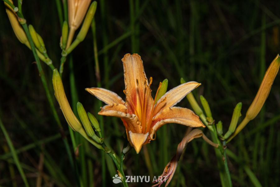 中药材与药材花 77