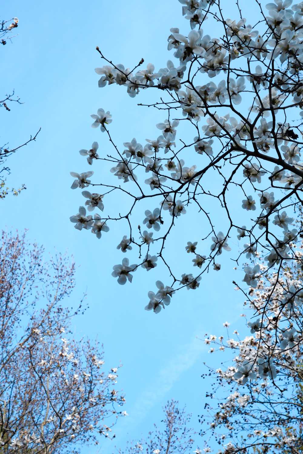春日玉兰花