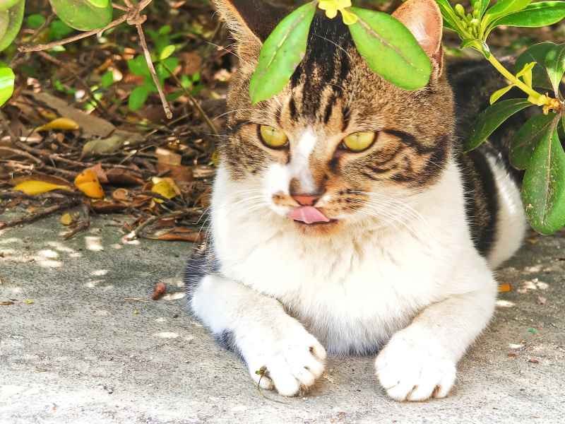 春日午后晒太阳的猫咪