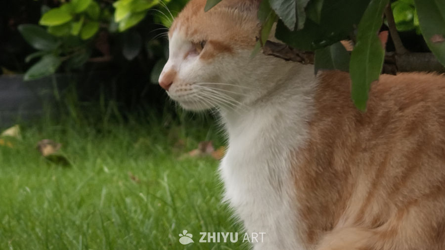 草丛中的小猫