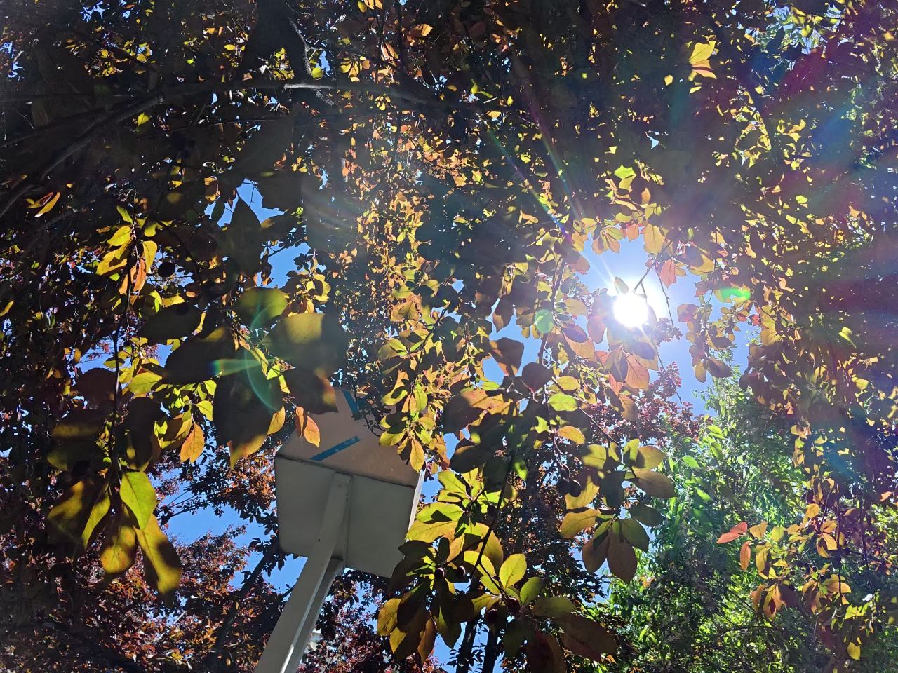 阳光透过树叶