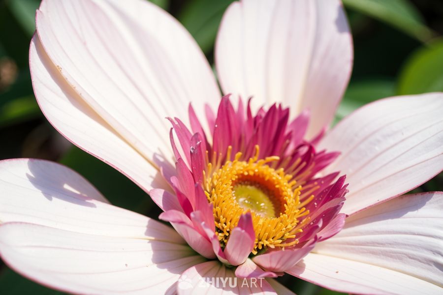 花 19