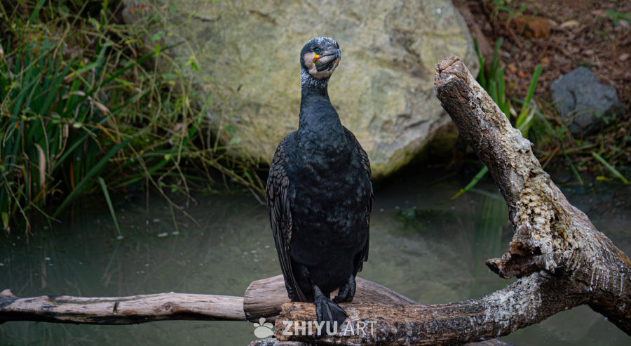 湿地中的鸬鹚静栖
