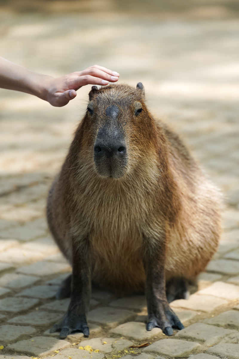 卡皮巴拉的互动