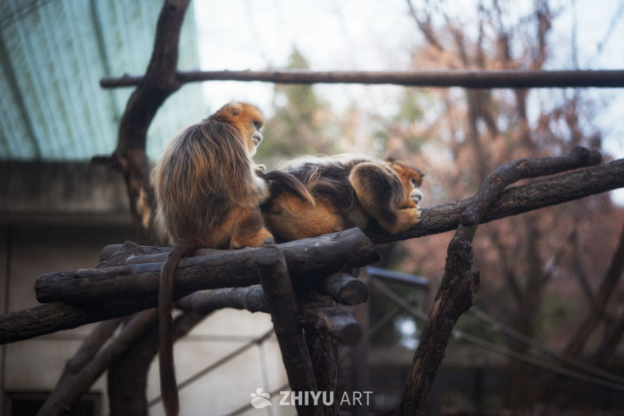 动物园里有什么？