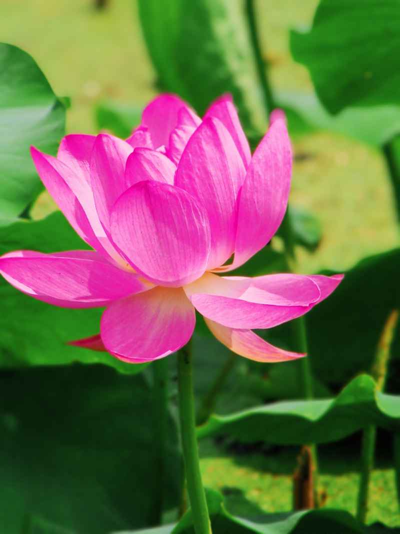 荷花（大光圈虚化） 13