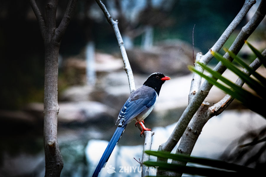 红嘴蓝鹊栖息图