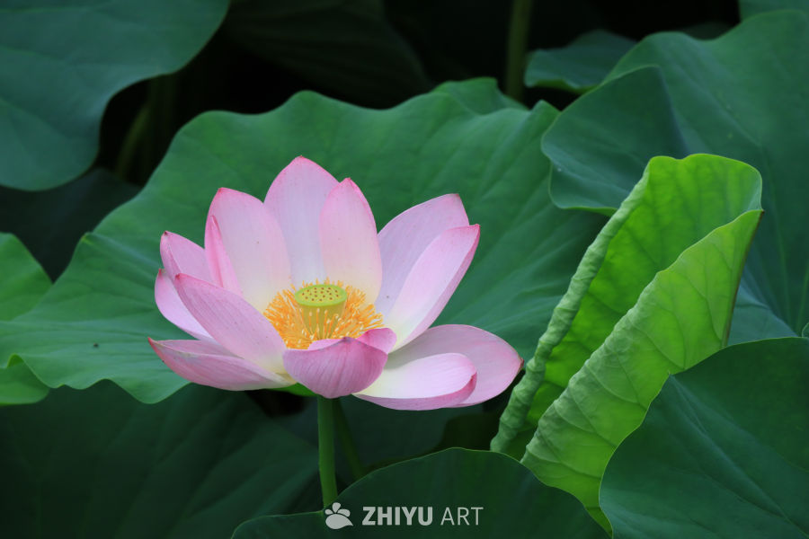 荷花 21