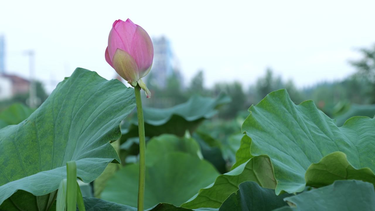荷花 1