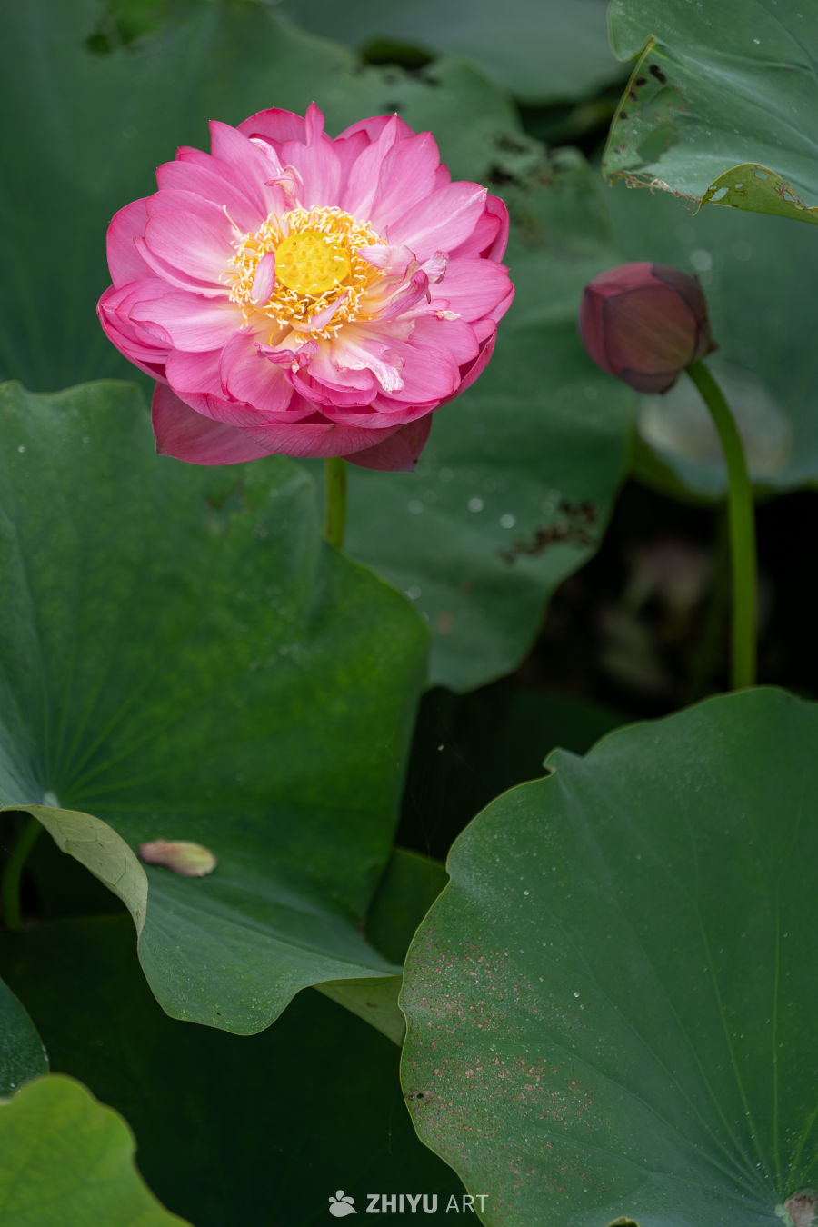 荷花 79
