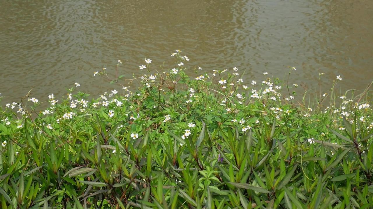 江水野花