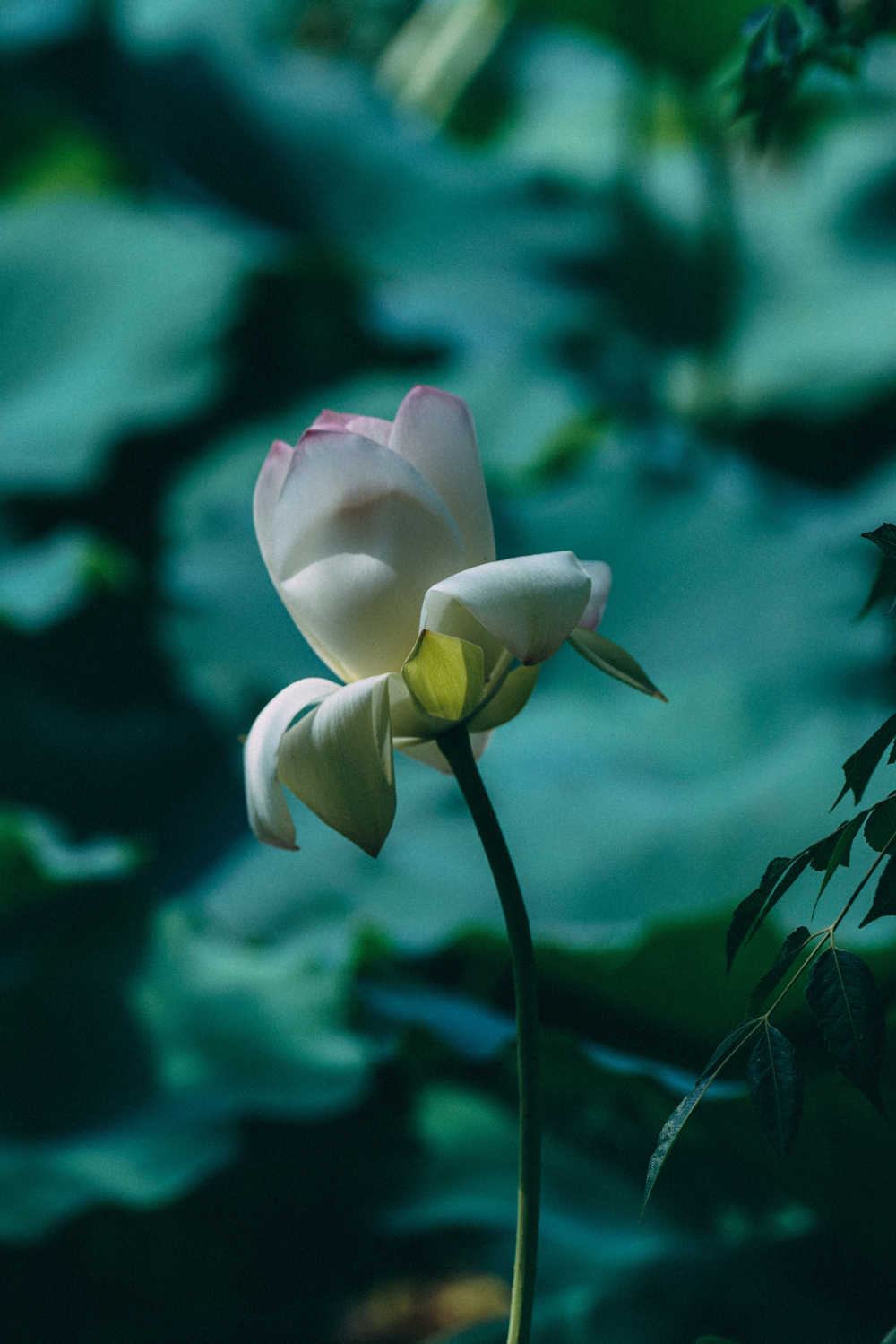 荷花 5