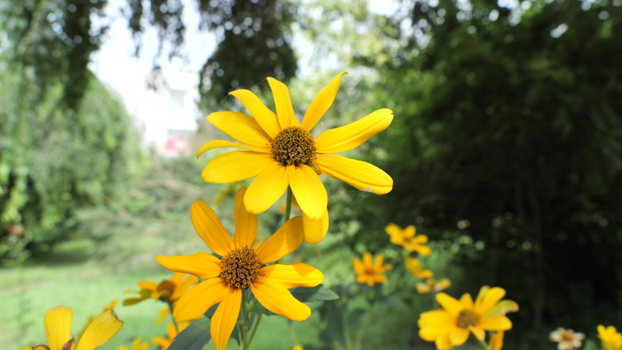 花 向日葵 菊花