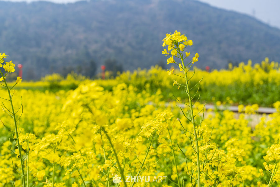 油菜花开的田野