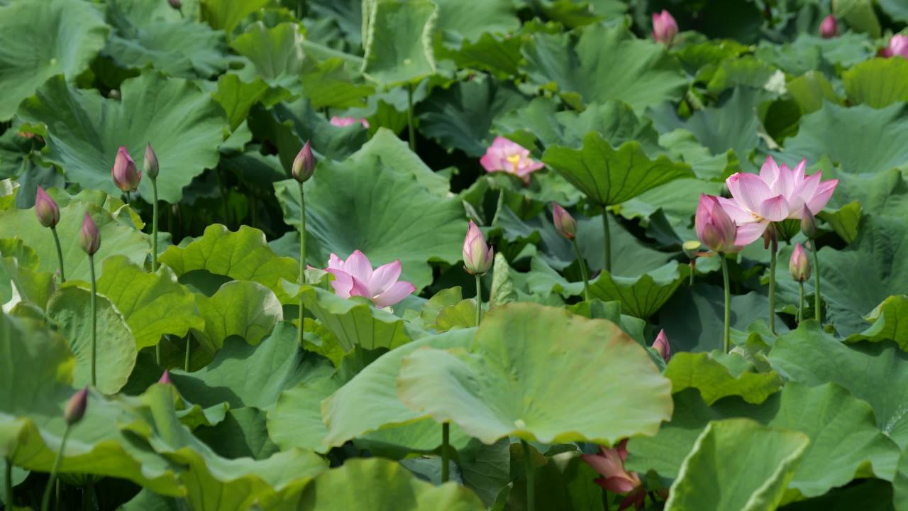 荷花 75