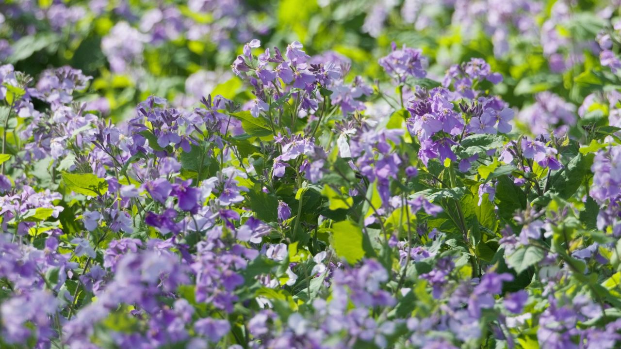 春天花朵花卉4K实拍空镜