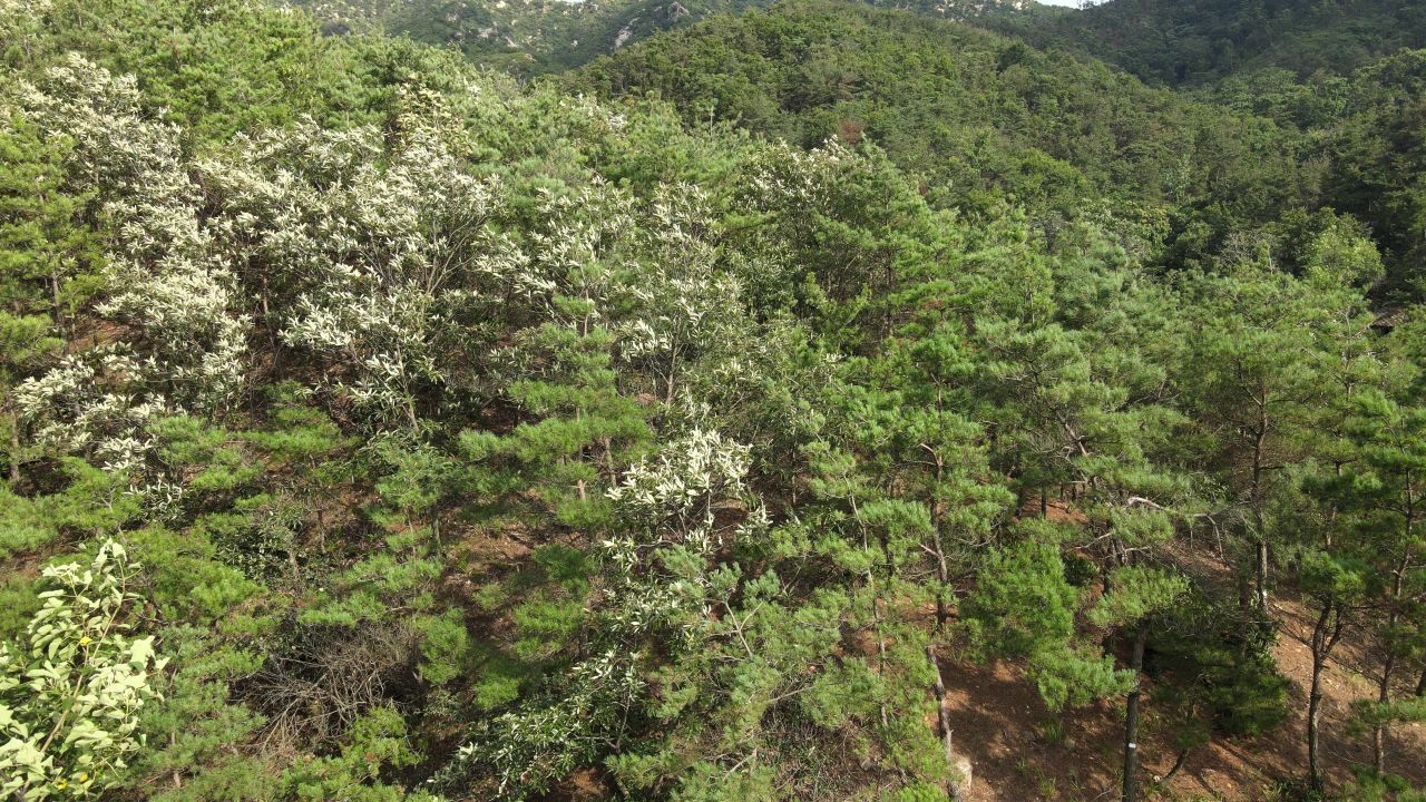 里口山航拍 5