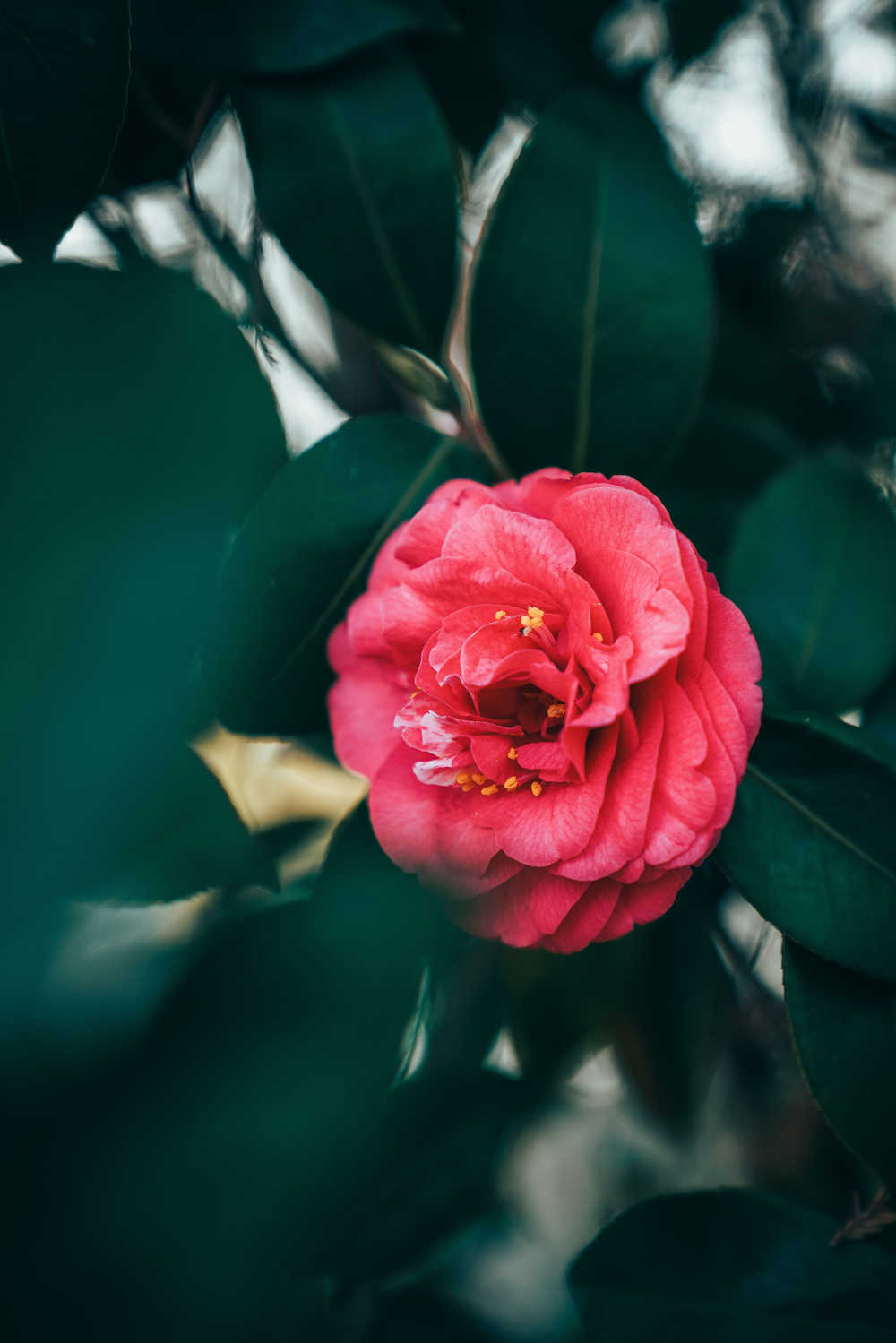春天的那些花儿